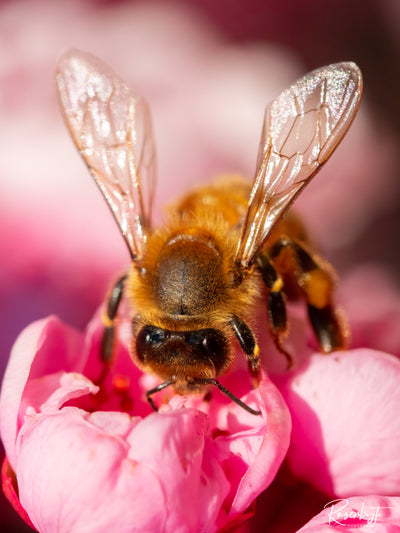 Whylandra Bee Park    Bee Smarter Bee Natural